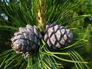 Pinus_sibirica_cones_PAN
